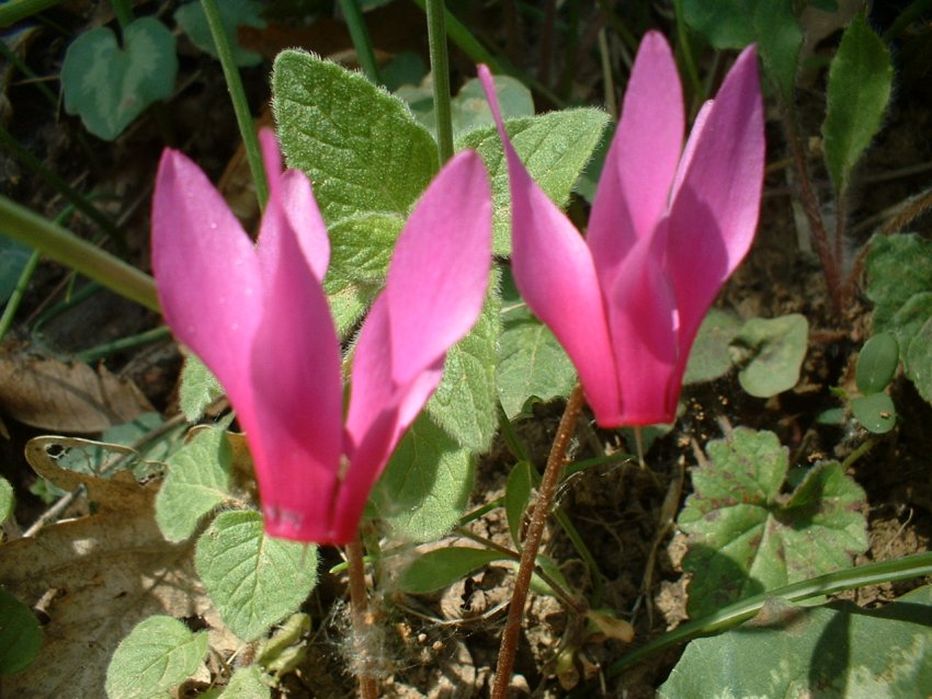 crochi, anemoni, ciclamini